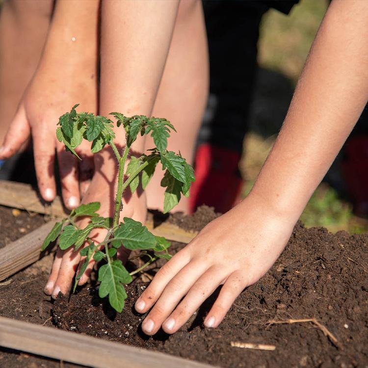 How To Grow Your Own Salsa Garden